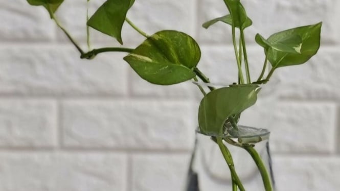 Trik Memperbanyak Tanaman Sirih Gading Cuma Modal Air
